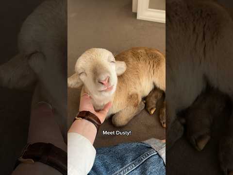 I have a LAMB as a roommate. #dusty #vlog #comedy #animals