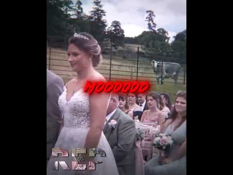 cow tryna warn them ☠️😭🙏🏿 | #shorts #wedding #cow #cowobjectstowedding #memes #funny #edit