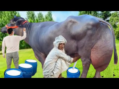 World,s Highest Milking Biggest Udder Neli Ravi Buffalo Breed | Neli Ravi Bhanis Farming documentary