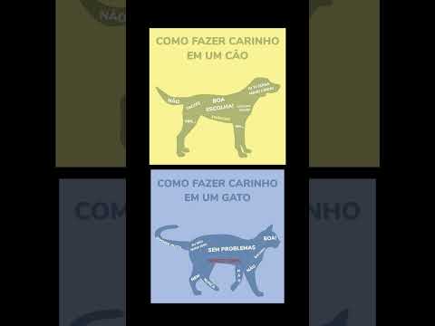 como fazer carinho e em um gato#memes #humor #cachorros #gatos