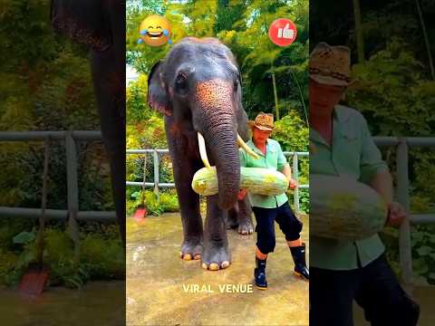 🎃🐘 நாங்கலாம் வேல மரத்தையே வேறோடப் பிடுங்குற பரம்பரை! 🎃🐘🍴😂