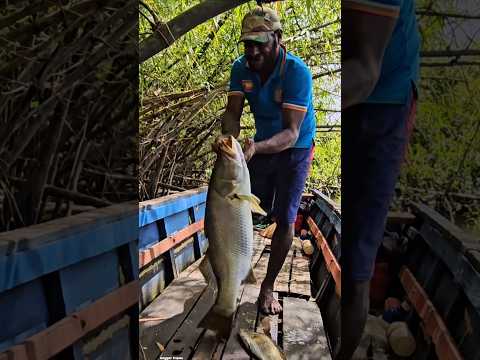 Amazing! Fishing got big barramundi=82