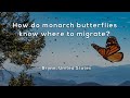 Monarch Butterfly Migration Insights