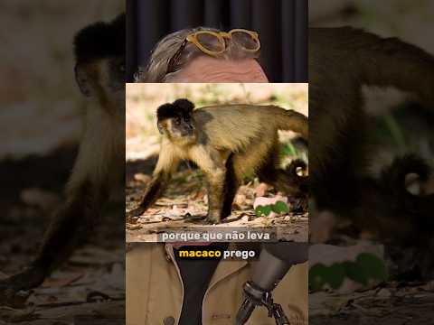 por que não levar macaco prego ao santuário... #podcast #debate #animais #shorts