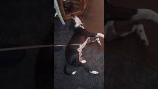 Dog twitching while getting itched