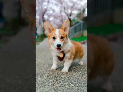 Met a Corgi Puppy Named Bagel 🥯 #corgi #corgicrew #streetportraits