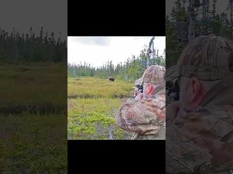 amazing shot Mosse Hunt with jon #chasse #hunting #deerhunting #harehunting