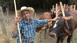 CARREIROS DO SUL DE MINAS DESFILANDO EM COSMÓPOLIS-SP