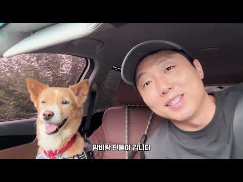 버려진 후 죽기 직전의 밤비가 살아났습니다🥲