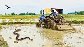 Powertrac Euro 50 মাঠ কাঁপাচ্ছে! 🔥🚜 @PramodsLife 