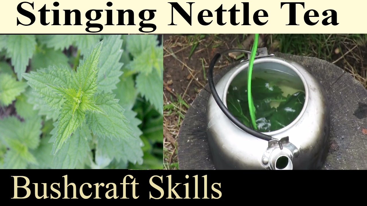 How To Make Stinging Nettle Tea