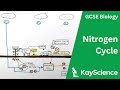 Understanding the Nitrogen Cycle