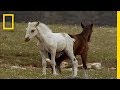 Wild Horse Social Dynamics and Strategies