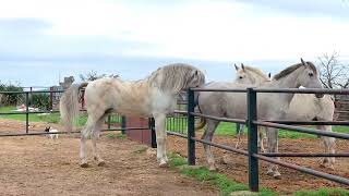 Caballos y yeguas de pura raza.comienza temporada reproducción.comprobando yeguas en celo