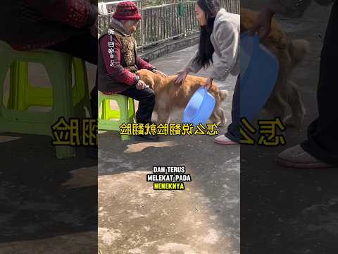 Anjing itu ngambek karena mangkuk kesayangannya penyok