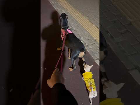 Doberman’ın peşine takıldı 😱😂 #doberman