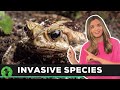 Exploring Invasive Species and Their Impact on Ecosystems