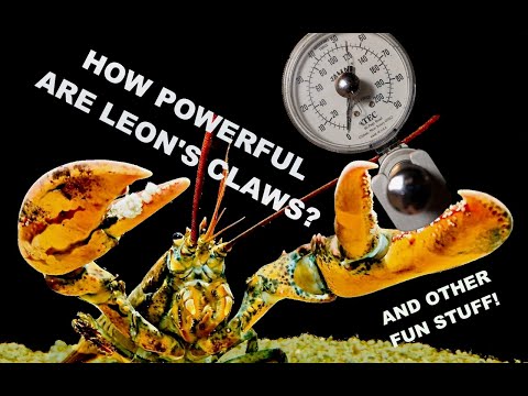 How Powerful Are Leon's Claws?