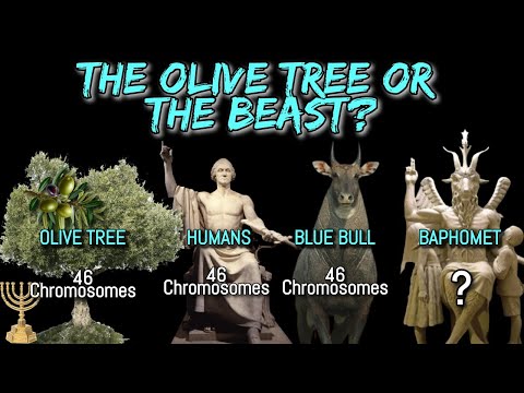 THE OLIVE TREE OR THE BEAST? WHY BOTH HAVE 46 CHROMOSOMES