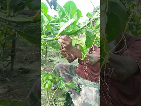 বাড়িতে রান্না জন্য কতটুকু পুইশাক কাটলাম #short #shortsviral #পুইশাক #gramer_khamari #গ্রামের_খামারি