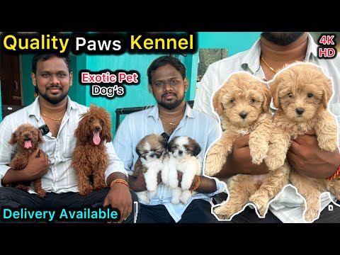 💥Exotic Toy Breed Dog's 🥰Shih-Tzu, Toy Poodle | Low Price dogs | Chennai dogs🐶 | 4K | Tamil vlog