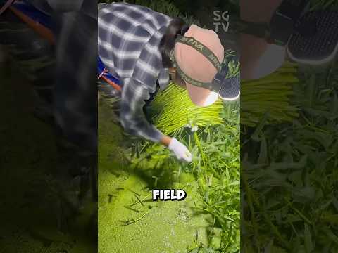 Why do farmers harvesting water spinach at night?