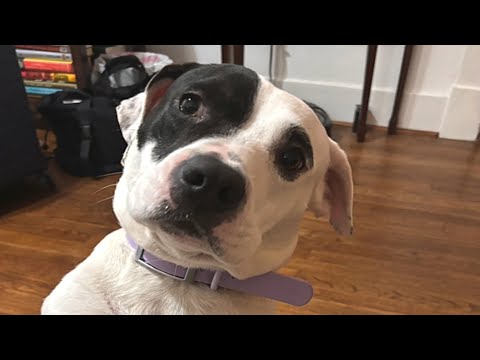 Street dog's heartwarming reaction to getting adopted