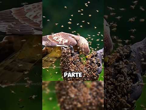 ?? Aguila va abejas#animales #animalessalvajes #mundoanimal #animalsalvaje