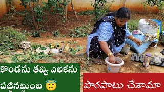 మందులువేయని కూరగాయల కోసం farmingమొదలుపెట్టి పొరపాటుచేశామా😔|vegetable garden|@applemangoteluguchannel