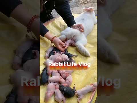 viral rabbit giving birth small cute baby #rabbit #love #animals #cutepic #rabbitgivingbirth