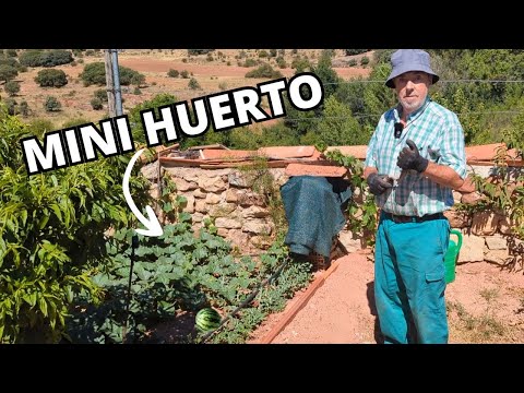 MINI HUERTO DE SANDÍAS, MELONES Y CALABACINES 🔴 "Para qué quiero más"