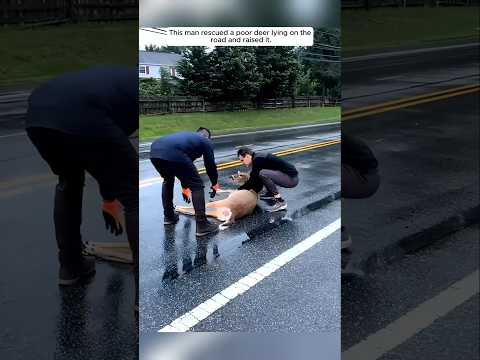 This man rescued a poor deer lying on the road and raised it. #animalshorts #deer #rescue