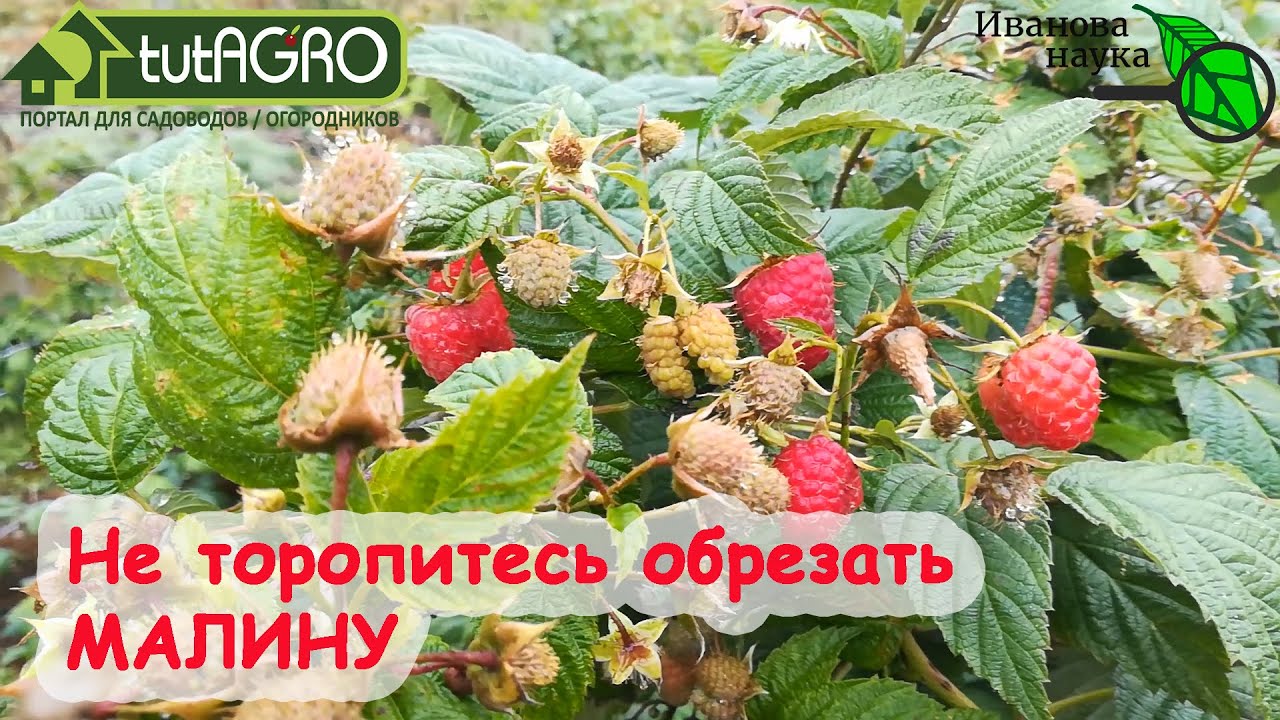 Не торопитесь обрезать малину! С ветками обрежете и будущий урожай! Когда правильно обрезать малину.