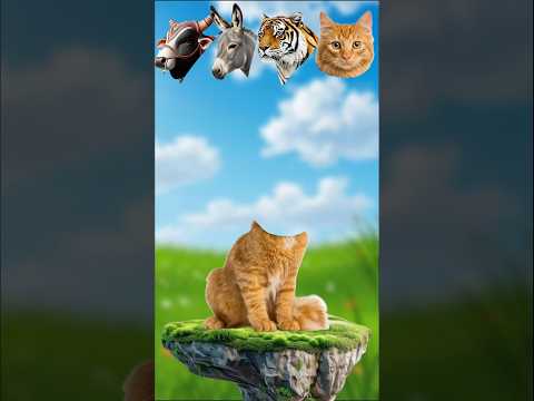 Cat🐈 Qurbani Mubarak #shorts #shortvideo #islamicvideo