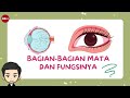 Understanding the Human Eye
