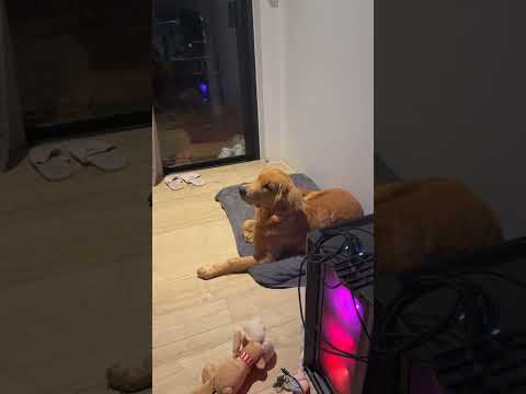 Il รฉcoute bien Toby ๐ถ