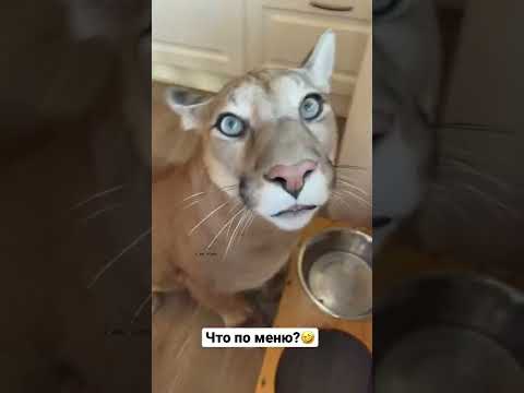 Давайте уже быстрее еду!🤣