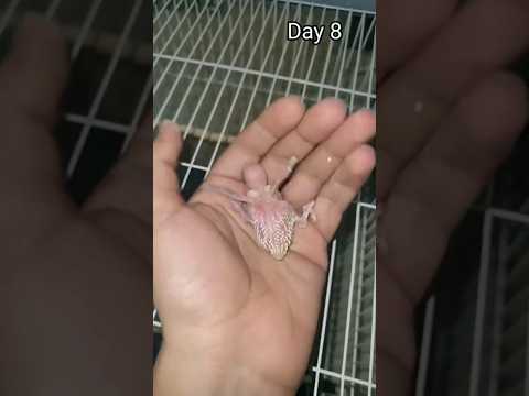 1 Day to 30 Day budgies baby ?#shorts #trending #birds #budgies