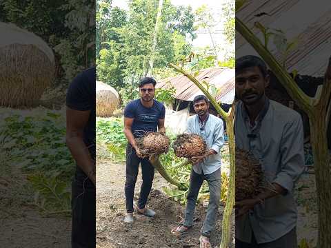 এত বড় ওল আগে দেখিনি #shorts #shortvideo #reels #agriculture #nature