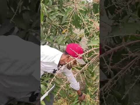 বিকৃত মুকুল #orgenicfarming #agriculture #organicagro #urbanagriculture #garden #gardening