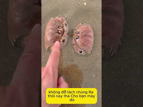 Ăn ghẹ ở biển