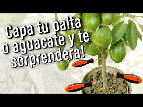AGUACATES POR MONTON DARAN TUS PLANTAS ANTES DE TIEMPO SI CLAVAS ESTE HIERRO Y COLOCAS ESTE ABONO
