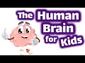 Understanding the Human Brain