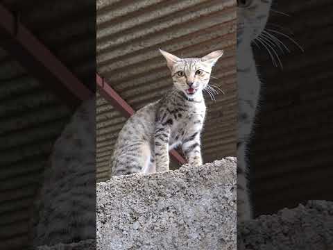 Jerry ko bachao๐ฒ|| #trending #viral #shotrs #dog #minivlog #ashortaday #cat