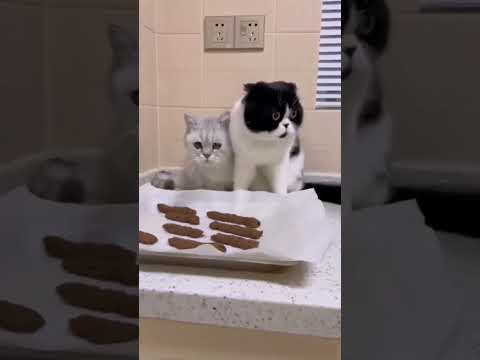 A Cat Runs Away in Fear After Seeing Its Bread Look Like Poop!