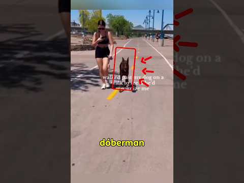 este doberman reconoció a su dueño después de mucho tiempo #doberman #perros