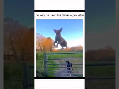 Funny Animals 2024 😂 - Funniest Cats and Dogs video 🐱 🐶  #shorts
