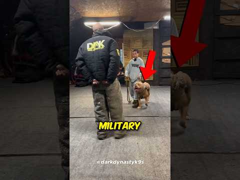 Military Dog Shows his Skills 🤯