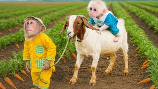 CUTIS's journey taking care of baby monkey - CUTIS and baby monkey!🐒( Part 10)