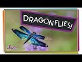 Dragonfly Facts and Features